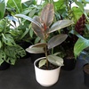 image:imageAltman Plants Ruby Live Ficus Tree in 6 Inch White Plastic Plant Pot Easy Plant Gift Desk Plant amp Office Plant Variegated Rubber Plant Live Indoor Plant Decor in Indoor Plant Potting Soil Mix