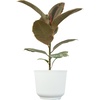 image:imageAltman Plants Ruby Live Ficus Tree in 6 Inch White Plastic Plant Pot Easy Plant Gift Desk Plant amp Office Plant Variegated Rubber Plant Live Indoor Plant Decor in Indoor Plant Potting Soil Mix