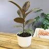 image:imageAltman Plants Ruby Live Ficus Tree in 6 Inch White Plastic Plant Pot Easy Plant Gift Desk Plant amp Office Plant Variegated Rubber Plant Live Indoor Plant Decor in Indoor Plant Potting Soil Mix