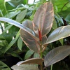 image:imageAltman Plants Ruby Live Ficus Tree in 6 Inch White Plastic Plant Pot Easy Plant Gift Desk Plant amp Office Plant Variegated Rubber Plant Live Indoor Plant Decor in Indoor Plant Potting Soil Mix