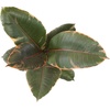 image:imageAltman Plants Ruby Live Ficus Tree in 6 Inch White Plastic Plant Pot Easy Plant Gift Desk Plant amp Office Plant Variegated Rubber Plant Live Indoor Plant Decor in Indoor Plant Potting Soil Mix