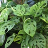 image:imageAltman Plants Swiss Cheese Plant Decor Monstera Adansonii in 6 Inch White Plastic Planter Easy Plant amp Desk Plant Monstera Plant Live Plant Gift Air Purifying Plants in Indoor Potting Soil Mix