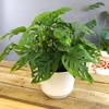 image:imageAltman Plants Swiss Cheese Plant Decor Monstera Adansonii in 6 Inch White Plastic Planter Easy Plant amp Desk Plant Monstera Plant Live Plant Gift Air Purifying Plants in Indoor Potting Soil Mix