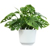 image:imageAltman Plants Swiss Cheese Plant Decor Monstera Adansonii in 6 Inch White Plastic Planter Easy Plant amp Desk Plant Monstera Plant Live Plant Gift Air Purifying Plants in Indoor Potting Soil Mix