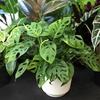 image:imageAltman Plants Swiss Cheese Plant Decor Monstera Adansonii in 6 Inch White Plastic Planter Easy Plant amp Desk Plant Monstera Plant Live Plant Gift Air Purifying Plants in Indoor Potting Soil Mix
