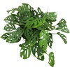 image:imageAltman Plants Swiss Cheese Plant Decor Monstera Adansonii in 6 Inch White Plastic Planter Easy Plant amp Desk Plant Monstera Plant Live Plant Gift Air Purifying Plants in Indoor Potting Soil Mix