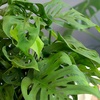 image:imageAltman Plants Swiss Cheese Plant Decor Monstera Adansonii in 6 Inch White Plastic Planter Easy Plant amp Desk Plant Monstera Plant Live Plant Gift Air Purifying Plants in Indoor Potting Soil Mix