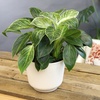 image:imageAltman Plants Variegated Philodendron Birkin in 6 Inch White Plastic Planter Easy Plant Gift amp Desk Plant Real Air Purifying Plants Philodendron Plant Live Indoor Plants in Indoor Potting Soil Mix