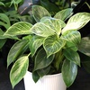 image:imageAltman Plants Variegated Philodendron Birkin in 6 Inch White Plastic Planter Easy Plant Gift amp Desk Plant Real Air Purifying Plants Philodendron Plant Live Indoor Plants in Indoor Potting Soil Mix