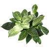 image:imageAltman Plants Variegated Philodendron Birkin in 6 Inch White Plastic Planter Easy Plant Gift amp Desk Plant Real Air Purifying Plants Philodendron Plant Live Indoor Plants in Indoor Potting Soil Mix