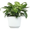 image:imageAltman Plants Variegated Philodendron Birkin in 6 Inch White Plastic Planter Easy Plant Gift amp Desk Plant Real Air Purifying Plants Philodendron Plant Live Indoor Plants in Indoor Potting Soil Mix