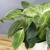 image:imageAltman Plants Variegated Philodendron Birkin in 6 Inch White Plastic Planter Easy Plant Gift amp Desk Plant Real Air Purifying Plants Philodendron Plant Live Indoor Plants in Indoor Potting Soil Mix