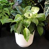 image:imageAltman Plants Variegated Philodendron Birkin in 6 Inch White Plastic Planter Easy Plant Gift amp Desk Plant Real Air Purifying Plants Philodendron Plant Live Indoor Plants in Indoor Potting Soil Mix