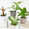 image:imageLive Philodendron Houseplants 3PK Indoor Houseplant Philodendrons Mix Pack Real Plant Box Rotating Assortment