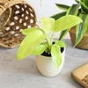 image:imageLive Philodendron Houseplants 3PK Indoor Houseplant Philodendrons Mix Pack Real Plant Box Rotating Assortment