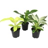 image:imageLive Philodendron Houseplants 3PK Indoor Houseplant Philodendrons Mix Pack Real Plant Box Rotating Assortment
