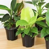 image:imageLive Philodendron Houseplants 3PK Indoor Houseplant Philodendrons Mix Pack Real Plant Box Rotating Assortment