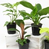 image:imageLive Philodendron Houseplants 3PK Indoor Houseplant Philodendrons Mix Pack Real Plant Box Rotating Assortment