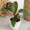 image:imageLive Philodendron Houseplants 3PK Indoor Houseplant Philodendrons Mix Pack Real Plant Box Rotating Assortment
