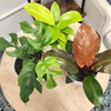 image:imageLive Philodendron Houseplants 3PK Indoor Houseplant Philodendrons Mix Pack Real Plant Box Rotating Assortment