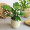 image:imageLive Philodendron Houseplants 3PK Indoor Houseplant Philodendrons Mix Pack Real Plant Box Rotating Assortment