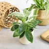 image:imageLive Philodendron Houseplants 3PK Indoor Houseplant Philodendrons Mix Pack Real Plant Box Rotating Assortment
