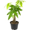 image:imageAltman Plants Chinese Money Plant Decor Money Tree Plant Indoor House Plants Bonsai Tree Feng Shui Decor House Plants Indoors Live Plants Indoor Plants Live Houseplants Live Indoor Live Plants