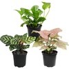 image:imageAltman Plants Deluxe Houseplants 3 Pack Assorted Popular Live Indoor Plant Varieties Easy Plant Care 425 in Pots3Pack