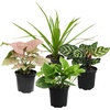 image:imageAltman Plants Deluxe Houseplants 3 Pack Assorted Popular Live Indoor Plant Varieties Easy Plant Care 425 in Pots4Pack