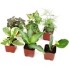 image:imageAltman Plants Live Houseplants 6PK Indoor Plants for Delivery Prime Live Plants and Gardening Gifts for Plant Lovers Planters for Indoor Plants with Potting Soil Live House Plants Indoors Live