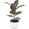 image:imageAltman Plants Ruby Live Ficus Tree in 6 Inch White Plastic Plant Pot Easy Plant Gift Desk Plant amp Office Plant Variegated Rubber Plant Live Indoor Plant Decor in Indoor Plant Potting Soil Mix