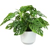 image:imageAltman Plants Swiss Cheese Plant Decor Monstera Adansonii in 6 Inch White Plastic Planter Easy Plant amp Desk Plant Monstera Plant Live Plant Gift Air Purifying Plants in Indoor Potting Soil Mix