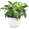 image:imageAltman Plants Variegated Philodendron Birkin in 6 Inch White Plastic Planter Easy Plant Gift amp Desk Plant Real Air Purifying Plants Philodendron Plant Live Indoor Plants in Indoor Potting Soil Mix