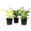image:imageLive Philodendron Houseplants 3PK Indoor Houseplant Philodendrons Mix Pack Real Plant Box Rotating Assortment