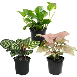 image:imageAltman Plants Deluxe Houseplants 3 Pack Assorted Popular Live Indoor Plant Varieties Easy Plant Care 425 in Pots3Pack