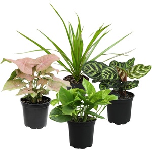 image:imageAltman Plants Deluxe Houseplants 3 Pack Assorted Popular Live Indoor Plant Varieties Easy Plant Care 425 in Pots4Pack