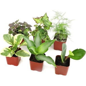 image:imageAltman Plants Live Houseplants 6PK Indoor Plants for Delivery Prime Live Plants and Gardening Gifts for Plant Lovers Planters for Indoor Plants with Potting Soil Live House Plants Indoors Live