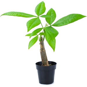 image:imageAltman Plants Live Money Tree Plant Pachira Aquatica Money Tree Feng Shui Money Tree Pachira Aquatica Plant Pachira Plant Bonsai Tree in Planter Pot with Soil Money Tree Plant Indoor Plants
