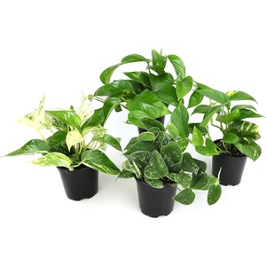 image:imageAltman Plants Live Pothos 4PK Indoor Houseplants Mix Pack Real Plant Box Epipremnum Aureum Devils Ivy Vine Houseplant Assortment