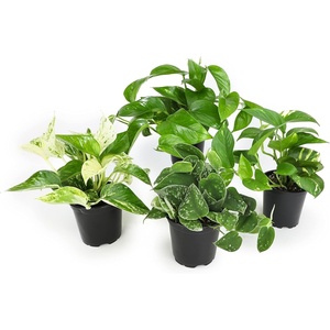 image:imageAltman Plants Live Pothos Plants 4PK Indoor Plants Live Houseplants Pothos Live Plant House Plants Indoors Live Plants Money Plant Indoor Pothos Plant Decor Devils Ivy Trailing Plants Live4Pack Variety Pothos
