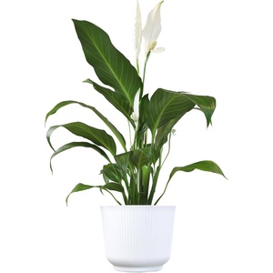 image:imageAltman Plants Peace Lily Plant Decor with 6 Inch White Plant Pot Easy to Grow House Plant Desk Plant amp Office Plant Easy Plant Gift Air Purifying Plants Grow in Indoor Plant Potting Soil Mix