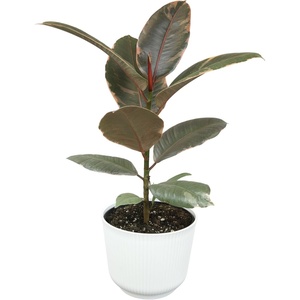 image:imageAltman Plants Ruby Live Ficus Tree in 6 Inch White Plastic Plant Pot Easy Plant Gift Desk Plant amp Office Plant Variegated Rubber Plant Live Indoor Plant Decor in Indoor Plant Potting Soil Mix