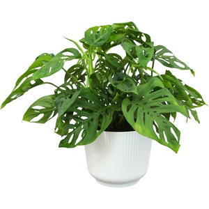 image:imageAltman Plants Swiss Cheese Plant Decor Monstera Adansonii in 6 Inch White Plastic Planter Easy Plant amp Desk Plant Monstera Plant Live Plant Gift Air Purifying Plants in Indoor Potting Soil Mix