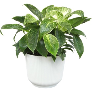image:imageAltman Plants Variegated Philodendron Birkin in 6 Inch White Plastic Planter Easy Plant Gift amp Desk Plant Real Air Purifying Plants Philodendron Plant Live Indoor Plants in Indoor Potting Soil Mix