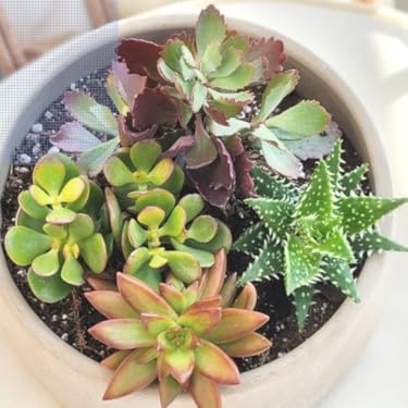 Altman Plants – Beautiful Succulents & Easy-Care Houseplants
