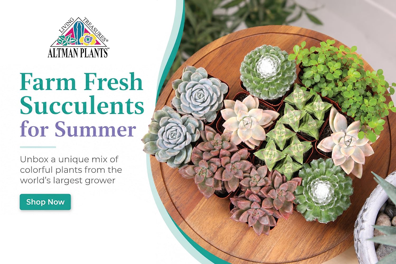 Altman Plants – Beautiful Succulents & Easy-Care Houseplants