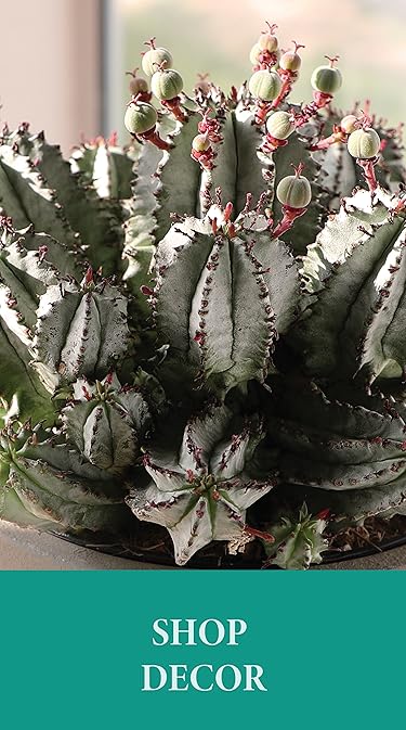 Altman Plants – Beautiful Succulents & Easy-Care Houseplants