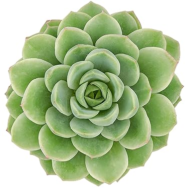 Altman Plants – Beautiful Succulents & Easy-Care Houseplants