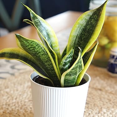Altman Plants – Beautiful Succulents & Easy-Care Houseplants