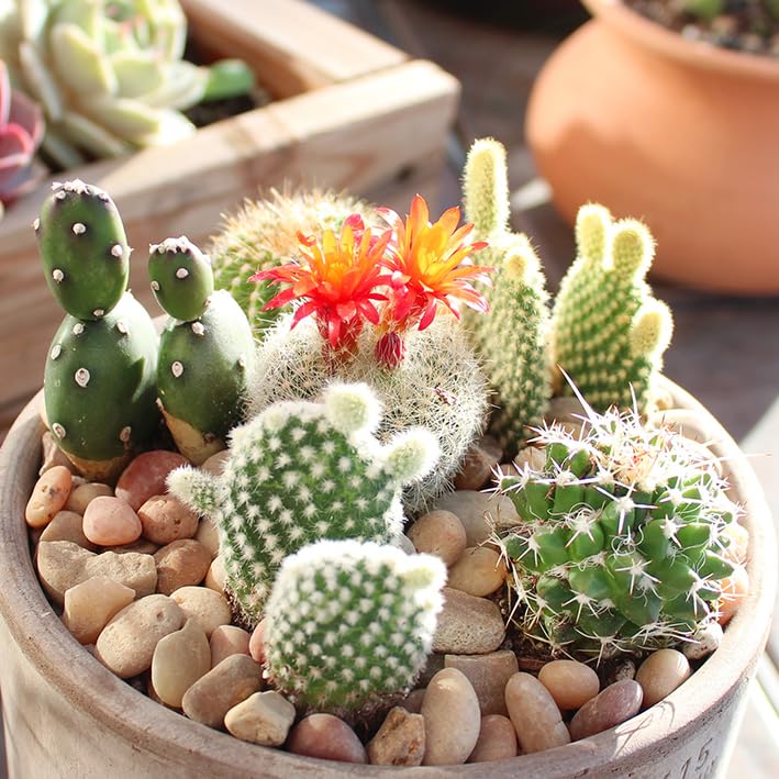 Altman Plants – Beautiful Succulents & Easy-Care Houseplants